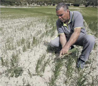  ?? Foto: Morell/EFE ?? Überall in Spanien, hier im Hinterland von Valencia, fürchten Bauern um ihre Ernten.