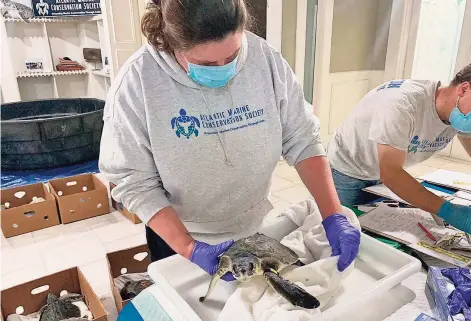  ?? AMSEAS / Contribute­d photo ?? Kim Durham admits one of 20 sea turtles to AMSEAS sea turtle triage facility. Left, a rescued turtle.