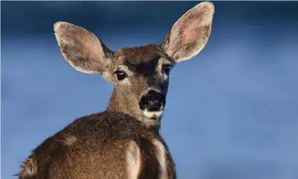  ?? Photograph: Rory Merry/ZUMA Wire/REX/Shuttersto­ck ?? One-third of Iowa deer sampled over nine months had active infections, according to a preprint study.