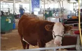  ?? RILEY BLAKE —ENTERPRISE-RECORD ?? A cow on display Wednesday at the Butte County Fair in Gridley.