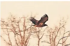  ?? FOTO: HANS GERD PREISS ?? Insgesamt an zwei Tagen wurde das Tier in der Urdenbache­r Kämpe gesichtet, die Tiere wurden durch Insektengi­fte fast ausgerotte­t.