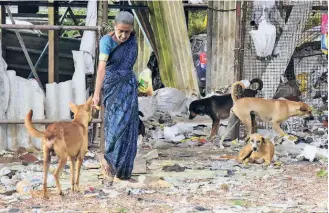  ?? ?? A WOMAN FEEDING stray dogs in Kozhikode city despite the Kozhikode Corporatio­n’s repeated requests to restrict the activity to three designated feeding points.