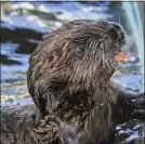  ?? PHOTOS BY ROBIN RIGGS ?? Rescued sea otter pups are among the young animals that make up the Aquarium of the Pacific’s “Babies!” exhibition, which opens today.