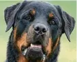  ?? Thissen, dpa (Symbolbild) Foto: Bernd ?? Ein auffällige­r Rottweiler hat noch keinen neuen Wesenstest.