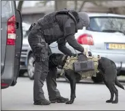  ?? AP/PETER DEJONG ?? A Dutch counterter­rorism police officer installs a camera on a sniffer dog as they prepare to enter a house after a shooting on a tram in Utrecht, Netherland­s, killed three people.