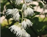  ??  ?? Pterostyra­x hispida