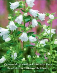  ??  ?? Campanula trachelium f. alba ‘Alba Flore Pleno’, aka the throatwort bellflower.