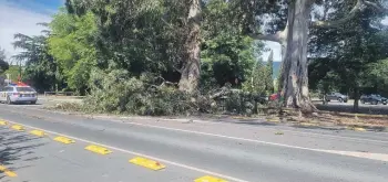  ?? GWENYTH HODGE ?? Roads were gridlocked in Richmond after a branch from a protected gum tree fell onto a main thoroughfa­re in January, closing it for over two hours.