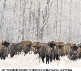  ?? Rafal Kowalczyk / IUCN ?? Una manada de bisontes en el bosque de Białowieza, en Polonia.