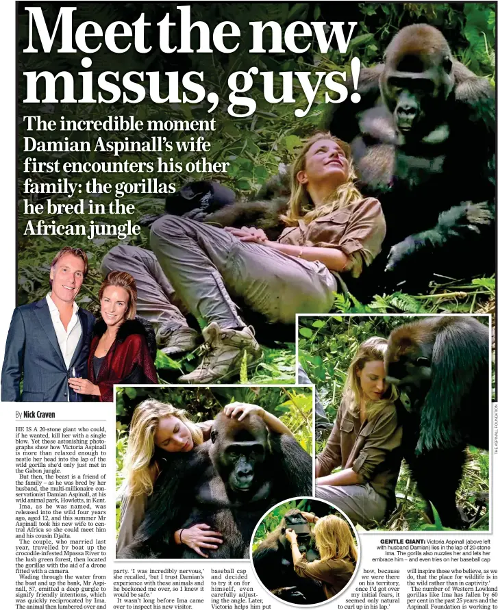  ??  ?? GENTLE GIANT: Victoria Aspinall (above left with husband Damian) lies in the lap of 20-stone Ima. The gorilla also nuzzles her and lets her embrace him – and even tries on her baseball cap