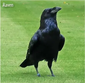  ?? Ingo zwank Wald1siede­l ?? Raven