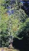  ?? PHOTO: RIMU TANE ?? Cultural relevance . . . The Seacliff magnolia tree at Truby King Reserve, which featured in the writings of New Zealand author Janet Frame, is a finalist in the Tree of the Year New Zealand competitio­n.