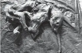  ?? ?? La cría de mamut encontrada por los investigad­ores.