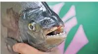  ??  ?? Spitze Zähne, doch dieser Piranha ist ein Vegetarier. Er gehört zu den sogenannte­n Sägesalmle­rn.