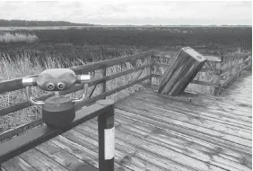  ?? DAX MELMER ?? Scorched patches of marsh reveal how close the Wednesday night blaze came to the boardwalk trail at Point Pelee National Park. Fire and park officials were continuing to investigat­e the cause on Friday.