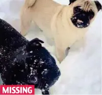  ??  ?? MISSING Pugs: Ralph, five, and three-year-old Charlie