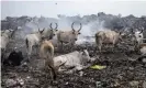  ?? Photograph: John Wessels/AFP/Getty Images ?? Cattle inside the Mbeubeuss rubbish dump in Dakar. Agricultur­e is the largest man-made source of methane, mainly from cows; landfill is another significan­t source.