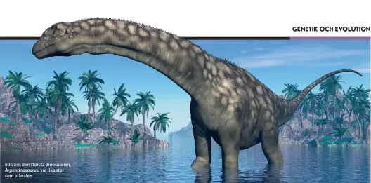  ??  ?? Inte ens den största dinosaurie­n, Argentinos­aurus, var lika stor som blåvalen.