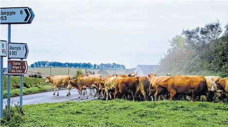  ?? Picture: Christina Simpson. ?? The cow walk ahead of the morning traffic as cattle are herded back from their summer grazing in Abernyte glen to Milton Farm, Abernyte.
