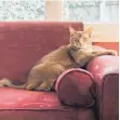  ?? FOTO: IMAGO IMAGES ?? Katzensofa­s sind mittlerwei­le weit verbreitet.