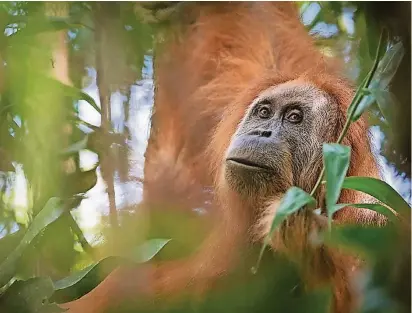  ?? FOTO: A. WALMSLEY ?? Einer von nur 800 TapanuliOr­ang-Utans aus dem Batan-ToruWald auf Sumatra. Die neue Art gilt als extrem gefährdet und als vom Aussterben bedroht.