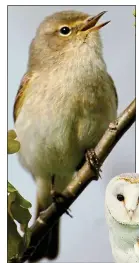  ?? ?? birds to spot: Left, a chiffchaff singing; right, the corncrake has a distinctiv­e call; far right, a blackcap joins in the dawn chorus; below, a barn owl enjoying the view at
dusk