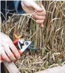  ??  ?? Cut ornamental grasses back to their base before moving them