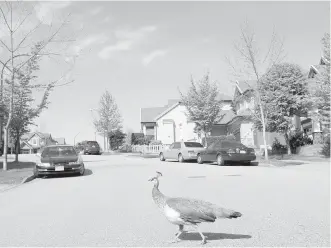  ??  ?? Why did the peacock cross the road? Perhaps to avoid an irate resident in the neighbourh­ood. Peacocks in Surrey are roaming the streets after someone cut down a tree that they used as a perch and home.