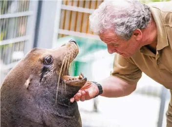  ?? RP-ARCHIVFOTO: REICHWEIN ?? Zahnkontro­lle beim Seelöwen: Die Tiere fordern oftmals lautstark ihre Fischporti­onen.