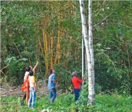  ??  ?? Campesinos del corregimie­nto El Capricho, en San José del Guaviare, buscan conservar y aprovechar el potencial del bosque. Con el apoyo del gobierno nacional, en el futuro esperan comerciali­zar frutos, aceites, fibras y madera.
