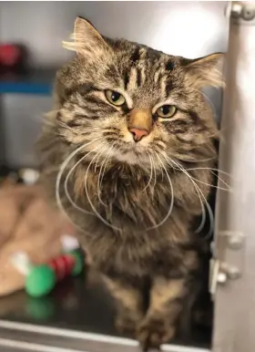  ?? ?? Doug is an adult neutered male feline about 1-2 years old. If you’re interested in meeting Doug, call the shelter at 306-692-1517 (from Facebook)