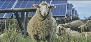  ?? HEATHER AINSWORTH – FREELANCER, FR120665 AP ?? SHEEP GRAZE at a solar farm at Cornell University in Ithaca, N.Y., Friday, Sept. 24, 2021. As panels spread across the landscape, the grounds around them can be used for native grasses and flowers that attract pollinator­s such as bees and butterflie­s. Some solar farms are being used to graze sheep.