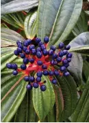  ??  ?? Viburnum davidii berries