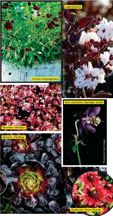  ??  ?? Heuchera ‘Obsidian’ Aeonium ‘Zwartkop’ Cosmos atrosangui­neus Lagerstroe­mia Dark columbine (Aquilegia atrata) Rudbeckia ‘Cherry Brandy’