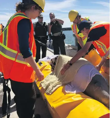  ?? WHALE STEWARDSHI­P PROJECT ?? A beluga whale that was returned to the St. Lawrence last year has now been spotted off the Cape Breton coast.