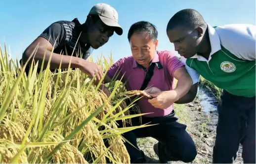  ??  ?? He Changyong teaches rice-growing techniques to Mozambican farmers