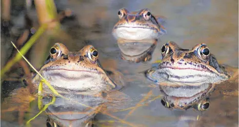  ?? FOTO: IMAGO IMAGES ?? Hier sind’s zumindest noch drei Moorfrösch­e, doch die Zahl der Amphibien in ganz Europa schrumpft.