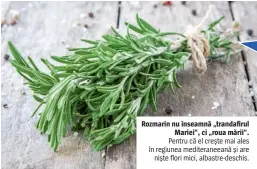  ??  ?? Rozmarin nu înseamnă „trandafiru­l Mariei“, ci „roua mării“.
Pentru că el crește mai ales în regiunea mediterane­eană și are niște flori mici, albastre-deschis.