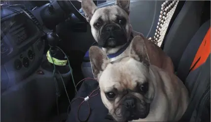  ??  ?? French bull dogs Henny and Penny were taken from their owner’s camper van near Glencar Waterfall recently.