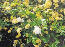  ?? Bob Morris ?? The white flowers on this yellow Lady Banks rose bush are probably produced from a sucker growing from a white rootstock rose.