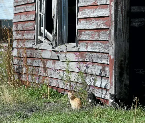  ?? SCOTT HAMMOND/STUFF ?? Animal abandonmen­t is a major problem for Hamilton animal welfare groups as cats and dogs are discarded by casual owners who can’t provide forever homes (file photo).