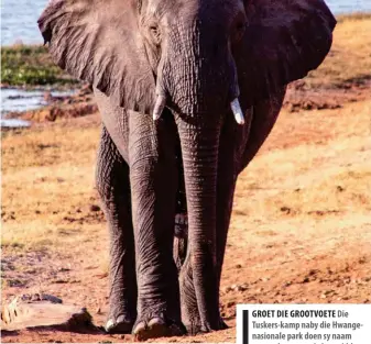  ??  ?? GROET DIE GROOTVOETE Die Tuskers-kamp naby die Hwangenasi­onale park doen sy naam gestand wanneer jy laatmiddag in die wildskuili­ng gaan sit en die olifante binne meters van jou af kom water drink.