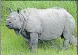  ?? ?? The dehorned rhino at Orang National Park.