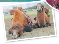  ?? PHOTO: GARIMA VERMA ?? (Left) Bactrian camels