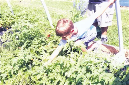  ?? ALIAH KIMBRO — THE MORNING JOURNAL ?? A small Lorain resident reaches long to harvest produce in a community garden at the main branch of the library.