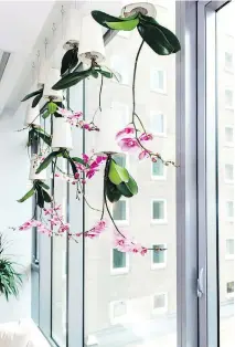  ?? PHOTOS (4): COURTESY OF ALPHAPLANT­ES ?? There are plenty of creative ways to incorporat­e plants into a home’s decor. Hanging some orchids upside down, for example, makes for a colourful, exotic display.