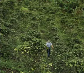  ?? (Juan Carlos Ulate/Reuters) ?? ADOLFO MARTINEZ walks at a experiment­al plantation of robusta coffee in Turrialba, Costa Rica, earlier this year.