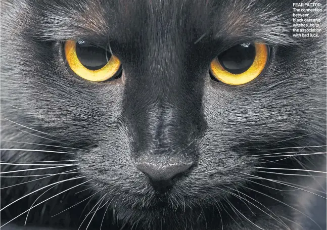  ??  ?? FEAR FACTOR: The connection between black cats and witches led to the associatio­n with bad luck.