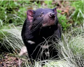  ?? CAMERON BURNELL/STUFF ?? Environmen­talists say a busy road in northwest Tasmania threatens the last healthy wild population of Tasmanian devils.