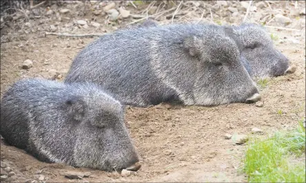  ?? Ned Gerard / Hearst Connecticu­t Media ?? A few Chacoan peccaries nap at Connecticu­t’s Beardsley Zoo in Bridgeport on Friday. The zoo will reopen to the public on Monday.